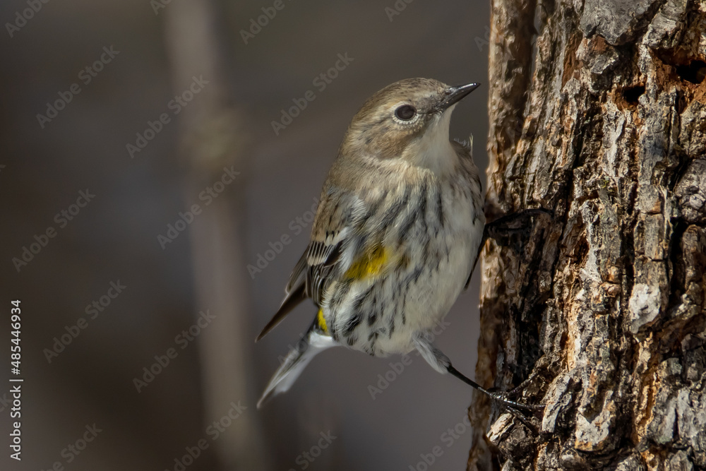 Fototapeta premium Yellow Rumped Warbler