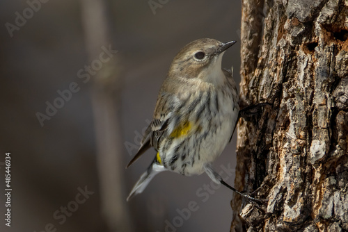 Yellow Rumped Warbler