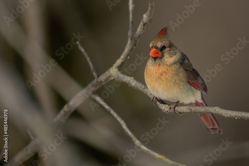 Fototapet Female Northern Cardinal