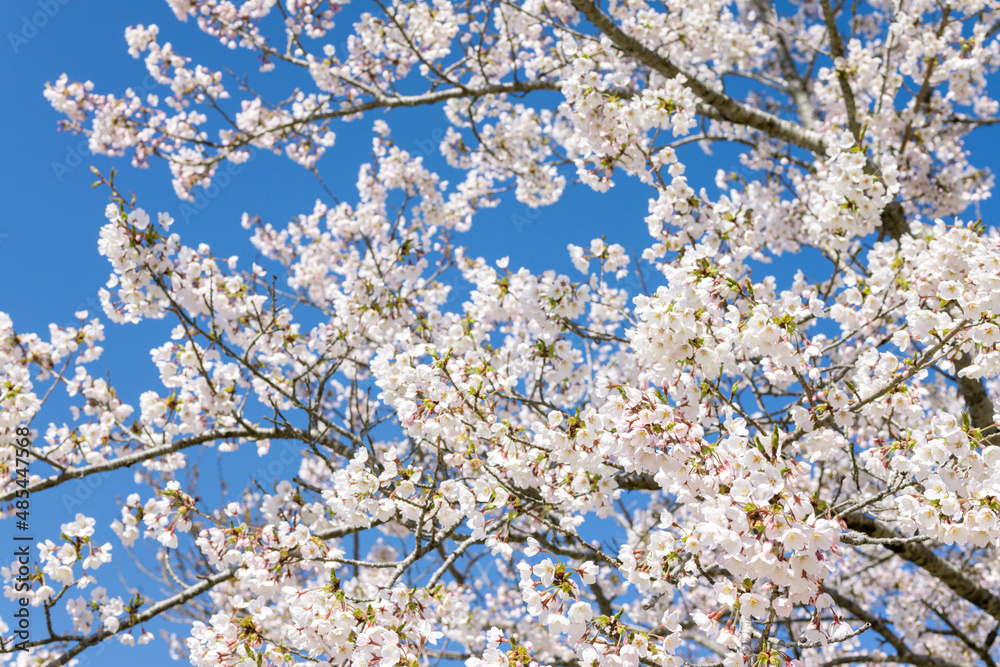 Background image of cherry blossoms in full bloom and blue sky in spring Background image of cherry blossoms in full bloom and blue sky in spring