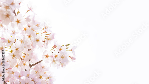 Cherry blossoms in full bloom in spring background image © shibadog