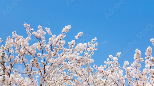 Background image of cherry blossoms in full bloom and blue sky in spring