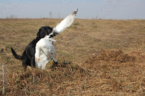 hunting dog Labrador caught a bird game in the field