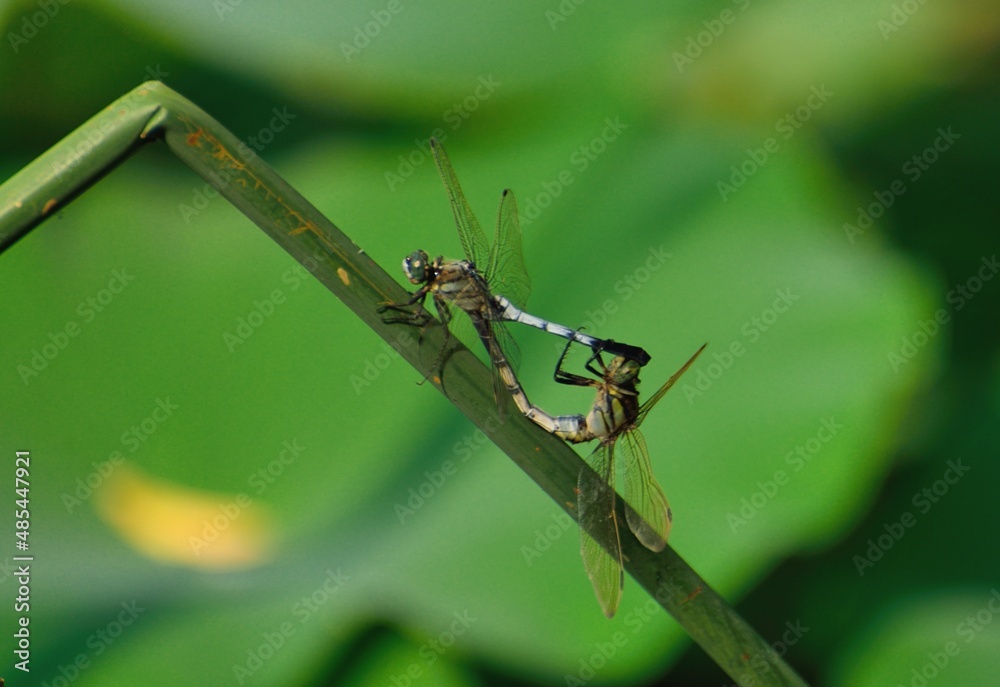 Dragonfly on a leaf Dragonfly on a leaf