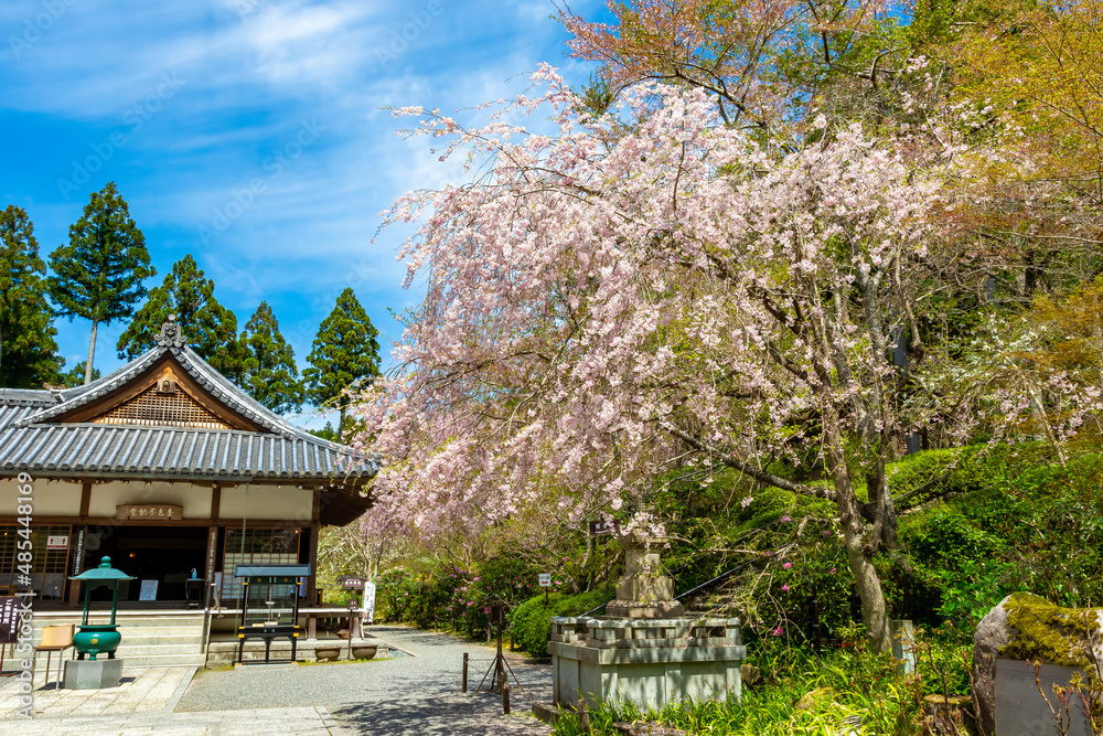 京都の三千院で見た、満開に咲き誇る桜の木と快晴の青空