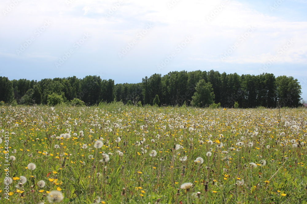 Obraz premium nature in summer in Siberia field with green grass in the forest