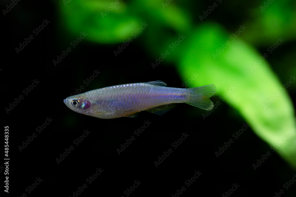 Pearl Danio - Danio albolineatus