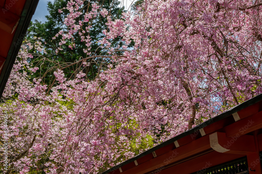 京都の三千院で見た、垂れ下がる満開の桜の木