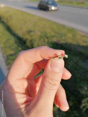 A woman's hand holds a small flowering plant in spring.