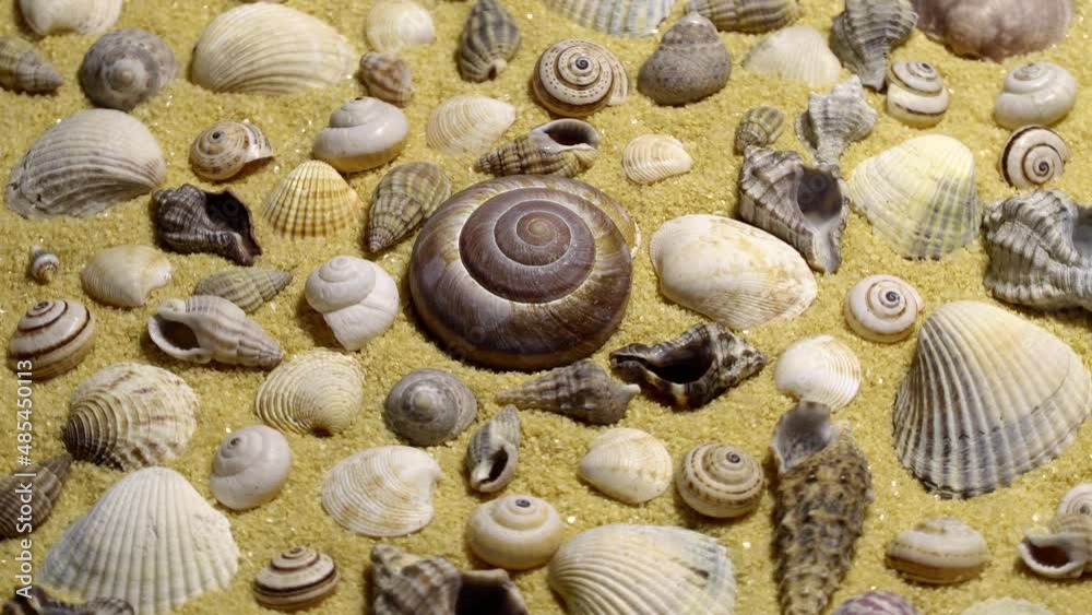Various beautiful seashell on a golden sand rotation background. Loop motion