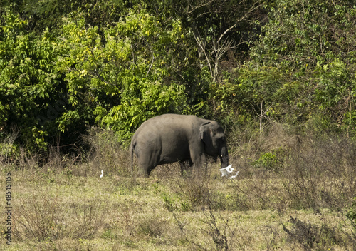 éléphant dans le parc national de KUI BURI en Thaïlande