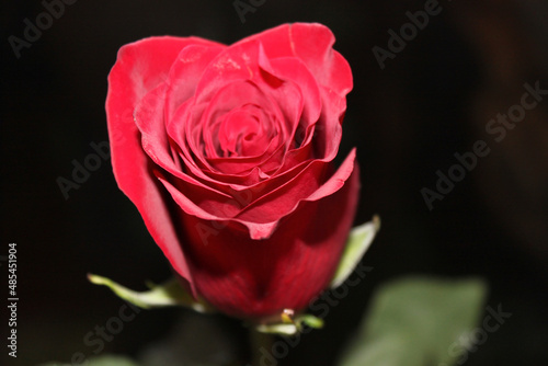 red rose bud