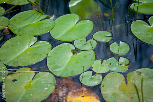 Lily pads along a boardwalk trail in Ontario.