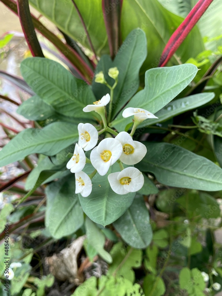 Close up Euphorbia milii flower in nature garden