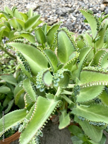 Kalanchoe hybrid plant in nature garden