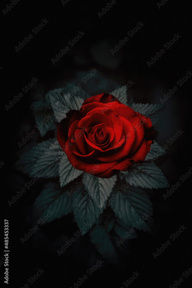 Isolated Red Rose on a Black Background