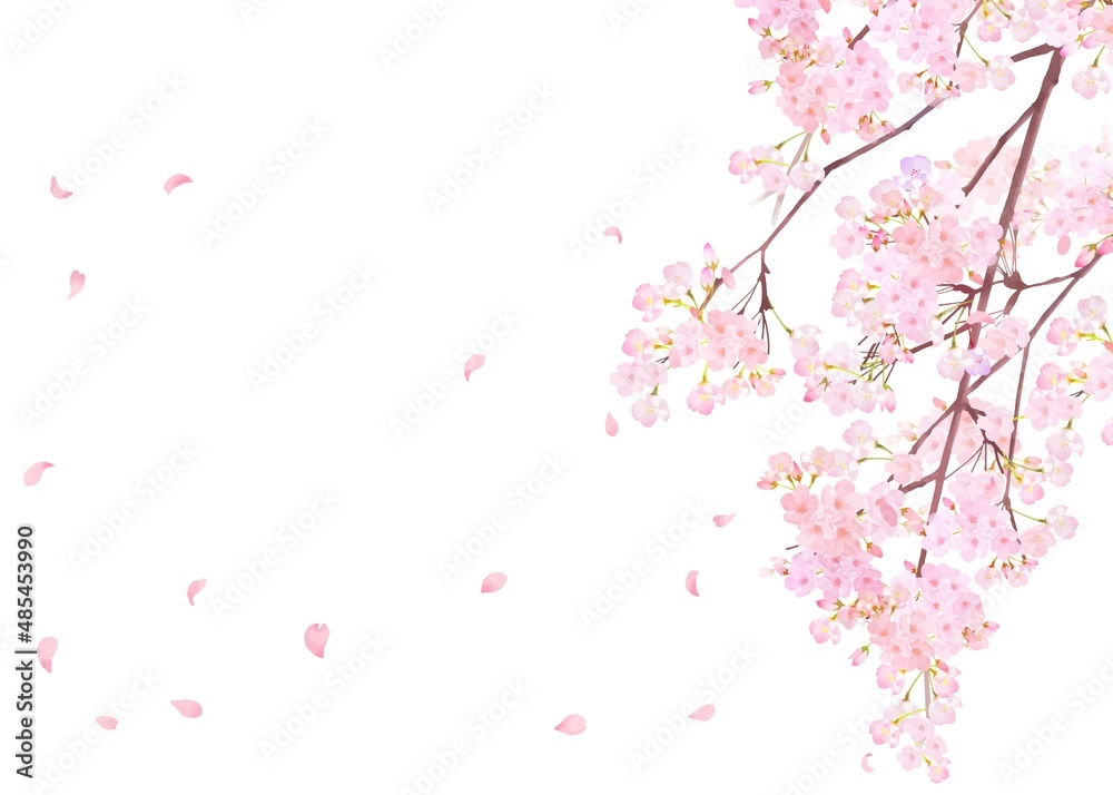 美しく華やかな満開の桜の花と花びら舞い散る春の白バック縦フレームベクター素材イラスト 美しく華やかな満開の桜の花と花びら舞い散る春の白バック縦フレームベクター素材イラスト