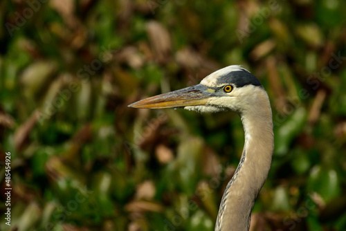 Left Side Closeup of Great Blue Heron