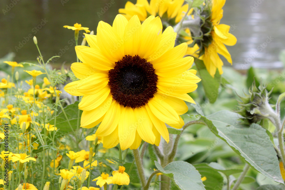 Fototapeta premium sunflower flower in close-up