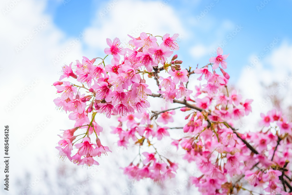 Sakura Thailand Sakura Thailand
