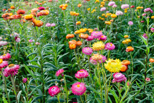 growing strawflowers