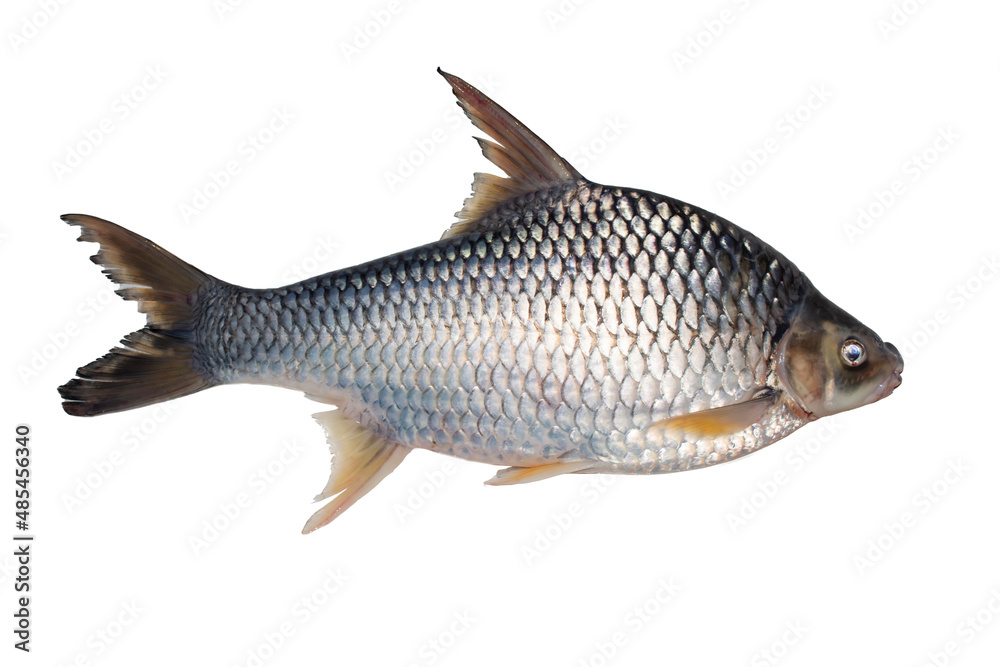 freshwater fish isolated from white background freshwater fish isolated from white background