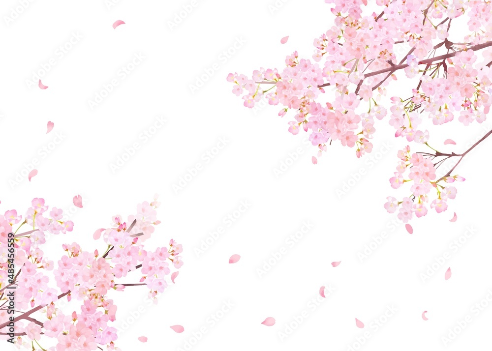 美しく華やかな満開の薄いピンク色の桜の花と花びら舞い散る春の白バックフレームベクター素材イラスト