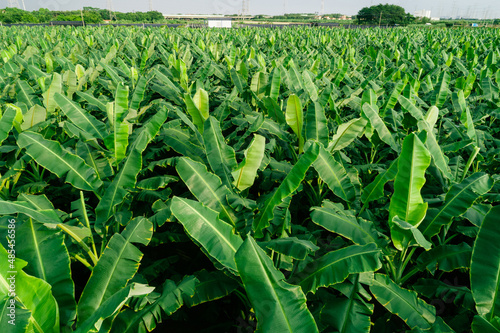 Aerial view of banana trees growing at field