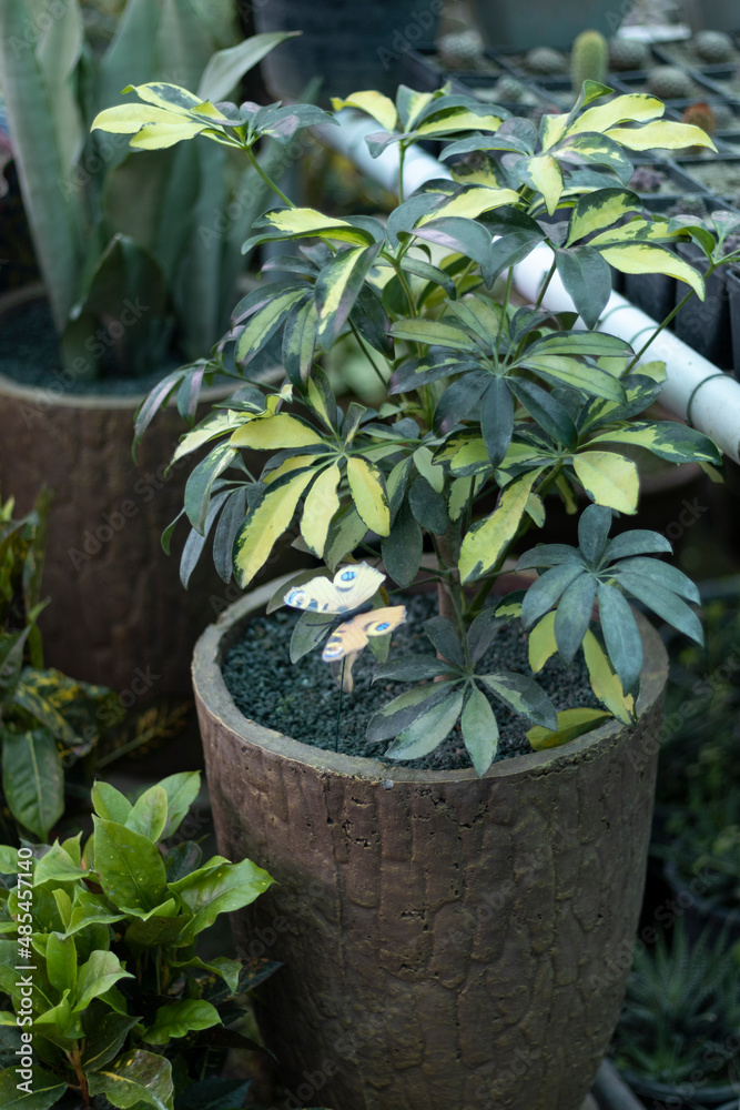 Schefflera plant in a large pot Schefflera plant in a large pot
