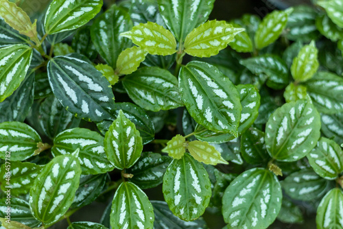 Aluminum plant fresh leaves texture background