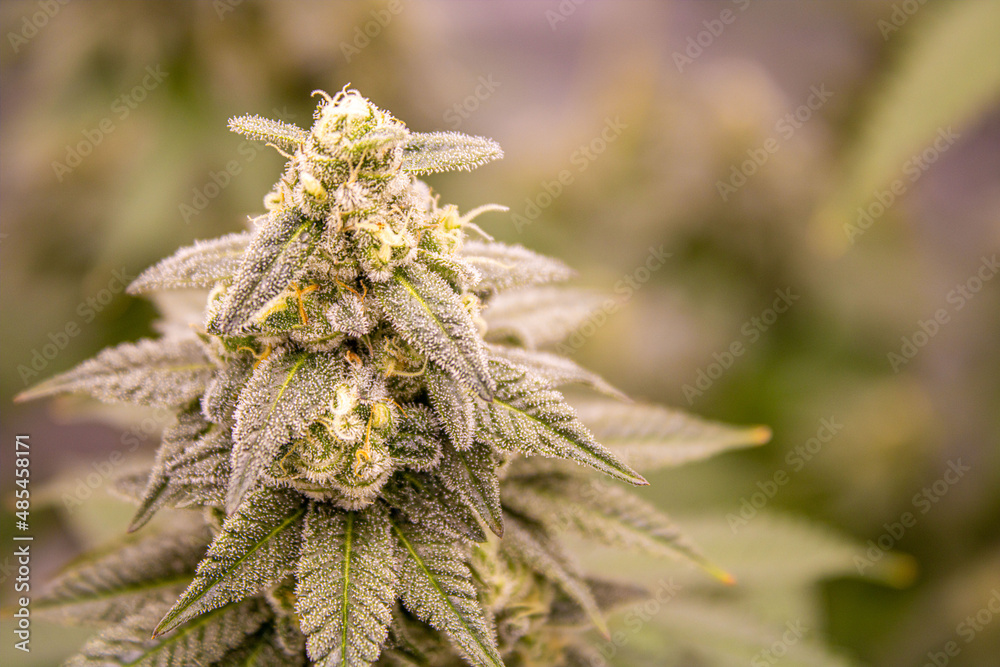 Close up of flowering cannabis plant Close up of flowering cannabis plant