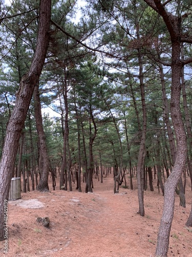경상북도 울진 월송정 소나무숲 / Wolsongjeong Pine Forest in Uljin, Gyeongsangbuk-do  photo