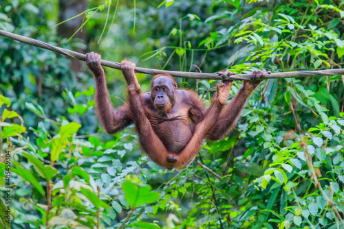 orangutans or pongo pygmaeus is the only asian great found on the island of Borneo and Sumatra © Yusnizam Yusof