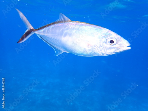 fish in aquarium