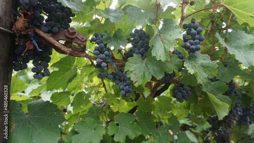 Malbec grapes vineyard