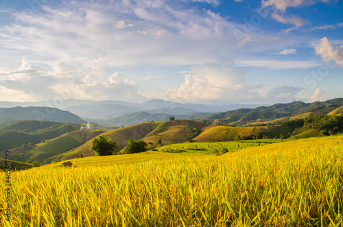 Scenery of golden rice fields Soft focus of rice field landscape with sunset. Located Pa Bong Piang coordinates  Chiang Mai.