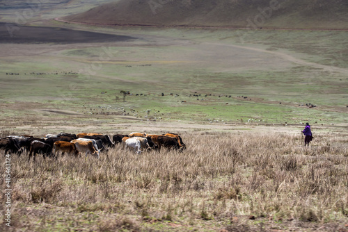Foto Maasai herder with cattle in a field