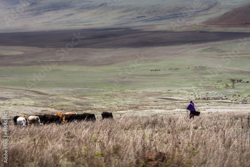 A herder and his cattle in Tanzania photo