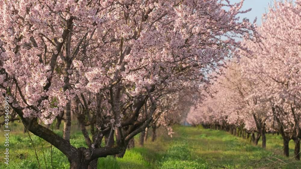 Beautiful apricot trees blooming in fruit orchard in springtime Beautiful apricot trees blooming in fruit orchard in springtime