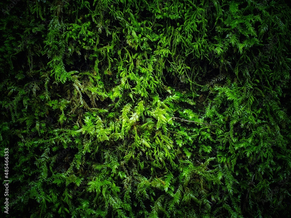 green moss background.Fern Selaginella sp.(spike moss) climbing on floor in the garden. green moss background.Fern Selaginella sp.(spike moss) climbing on floor in the garden.