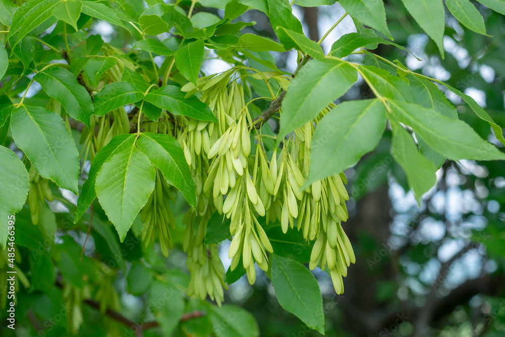 Fototapeta premium Ash seeds among green foliage close-up. European ash.