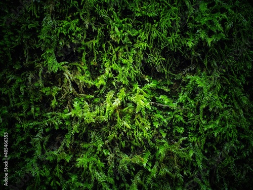 green moss background.Fern Selaginella sp. spike moss  climbing on floor in the garden.