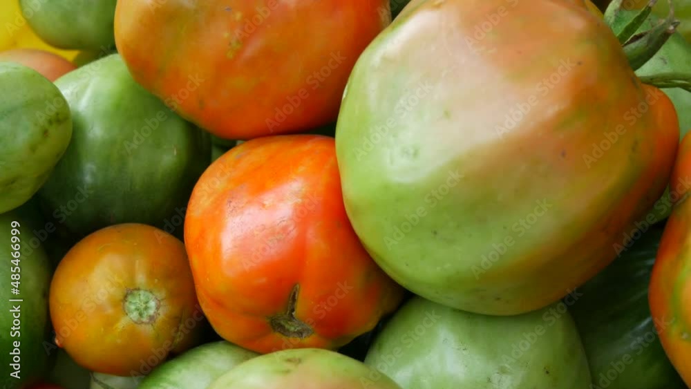 Large autumn harvest of ripe and unripe green and red tomatoes, close up view Large autumn harvest of ripe and unripe green and red tomatoes, close up view