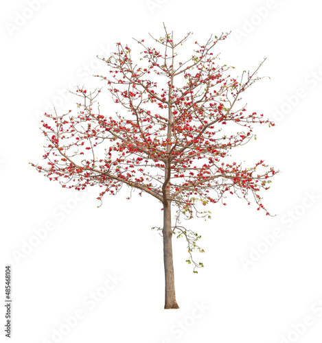 Isolated Bombax ceiba tree with red flower on white background