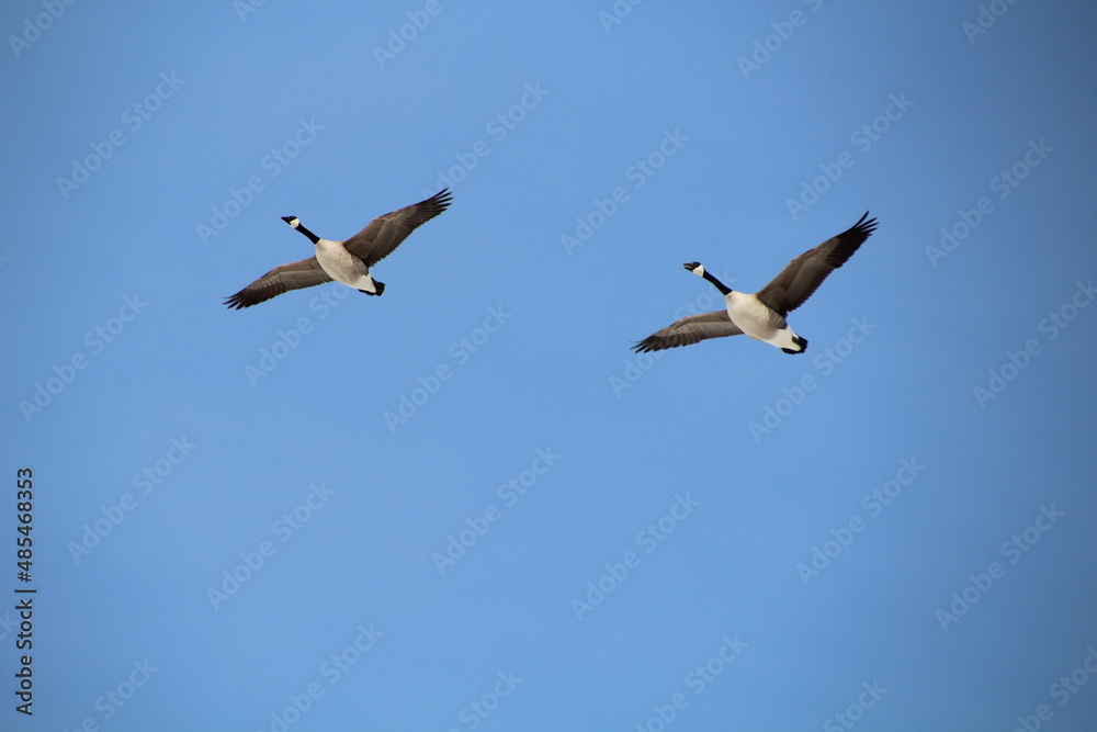 geese flying geese flying