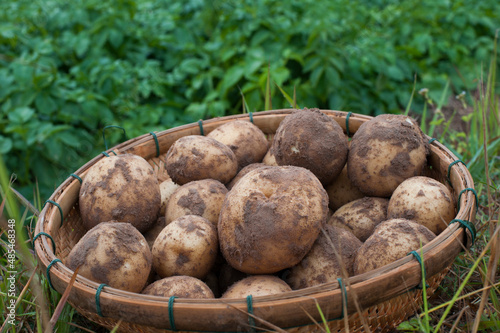 Fresh potatoes after harvest to prepare for processing into the factory.