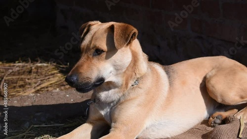 Brown cute dog sitting closeup background