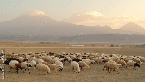 Herd of sheep with the two peaks of the Mount Ararat on the background, Turkey photo