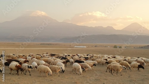 Herd of sheep with the two peaks of the Mount Ararat on the background, Turkey