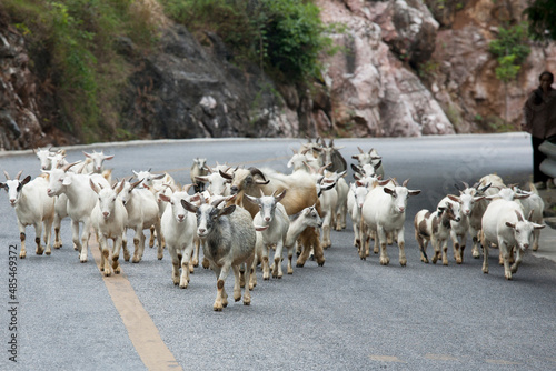 Sheep being herded down a rural in Guilin, Guangxi China